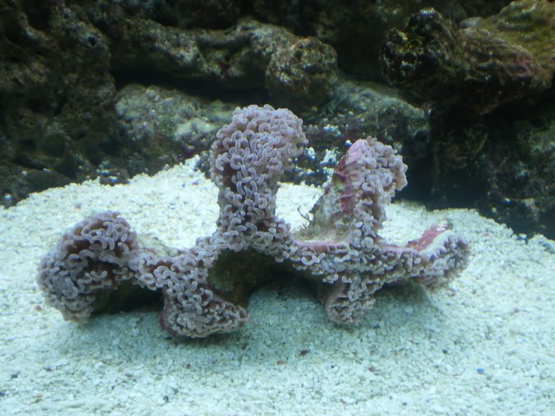 AnchorCoral.jpg