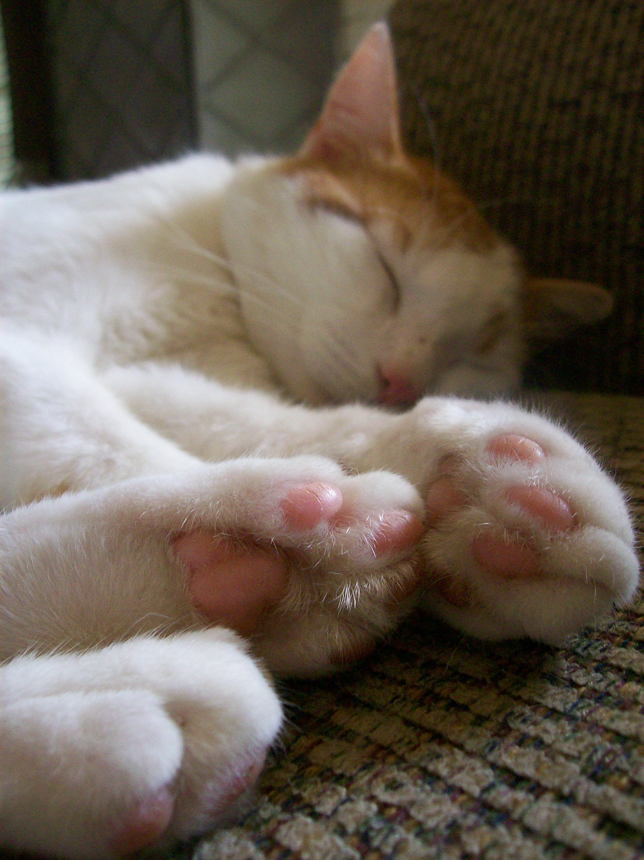 Paws_by_caroro_stock.jpg