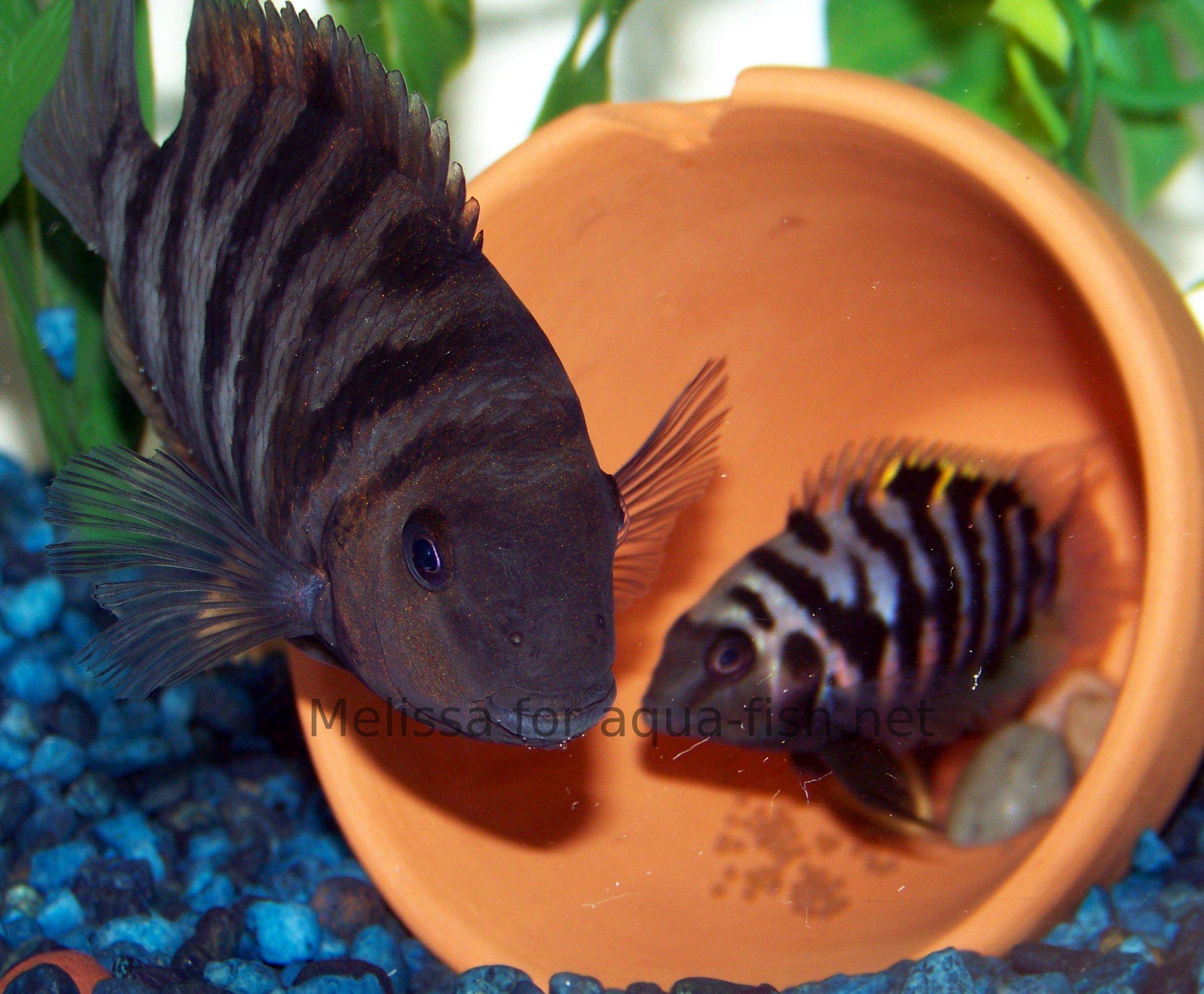 convict-cichlids-2.jpg