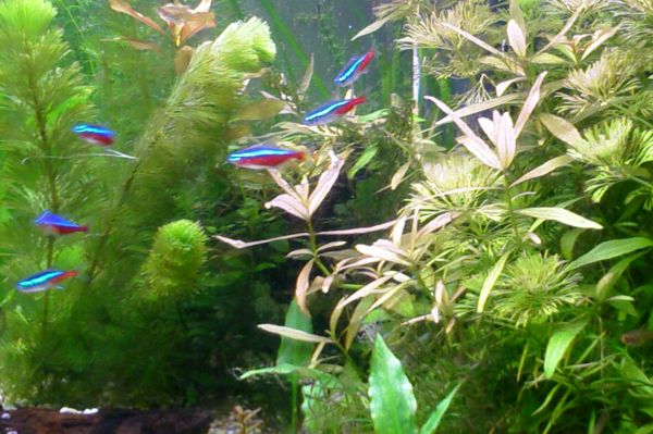 assortedtetra.jpg