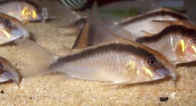 Corydoras%20arcuatus.jpg