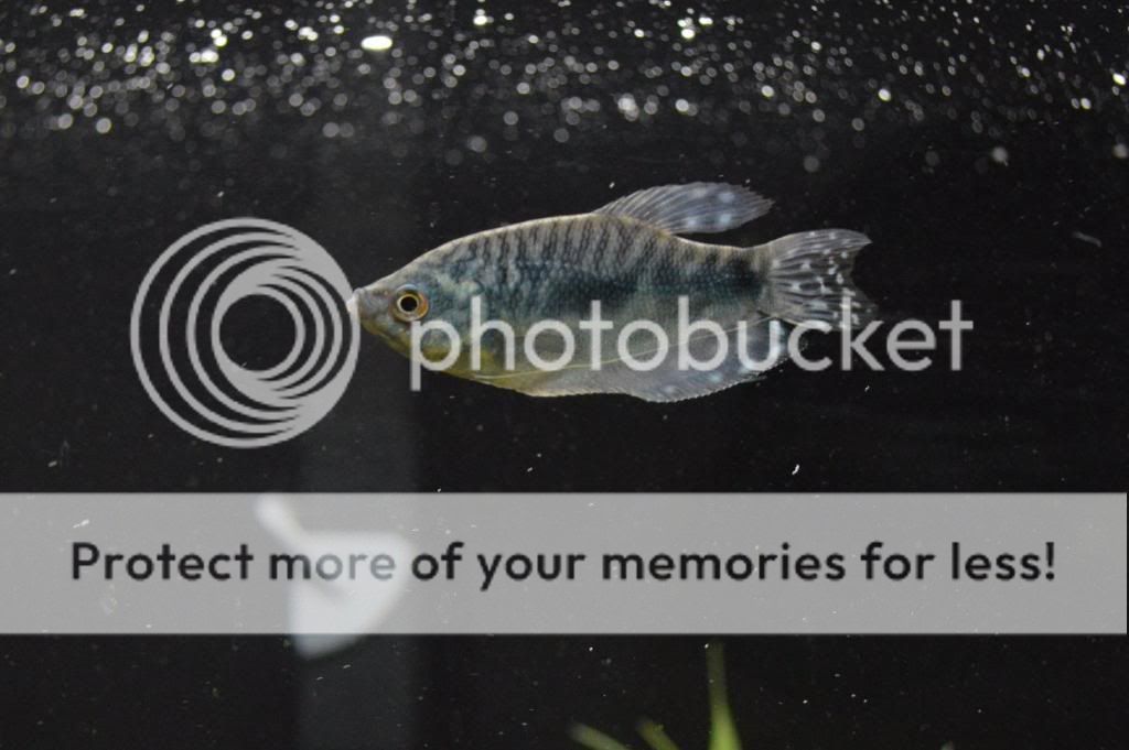 male_gourami_zps8f03b8a6.jpg