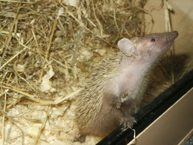 tenrecs7.jpg