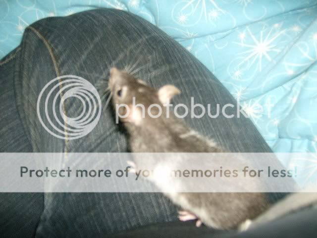 Rats029.jpg