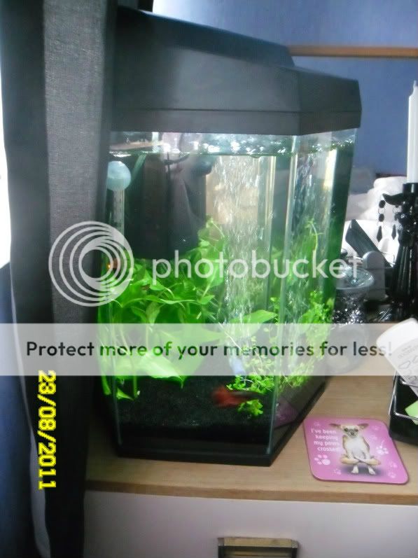 Bettas039.jpg