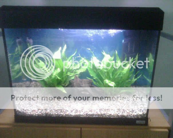 FishTank.jpg