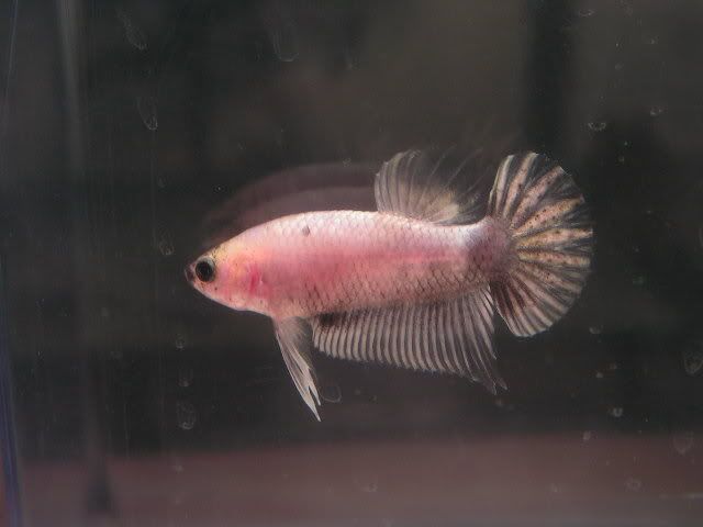 mynewfish-1.jpg