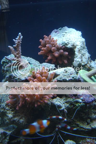 tank_anemones.jpg