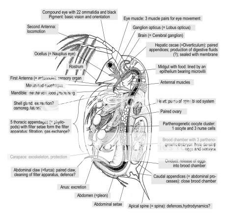 daphniabodyparts-1.jpg