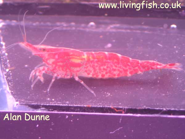 2006111765226_Cherry-shrimp_small.jpg