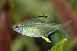 250px-Hyphessobrycon_pulchripinnis.jpg