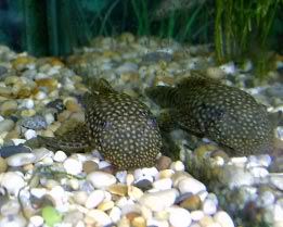 Female-bristlenose.jpg