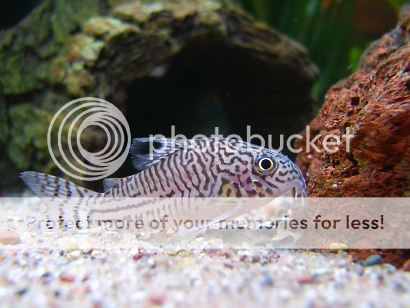 Corydoras7.png