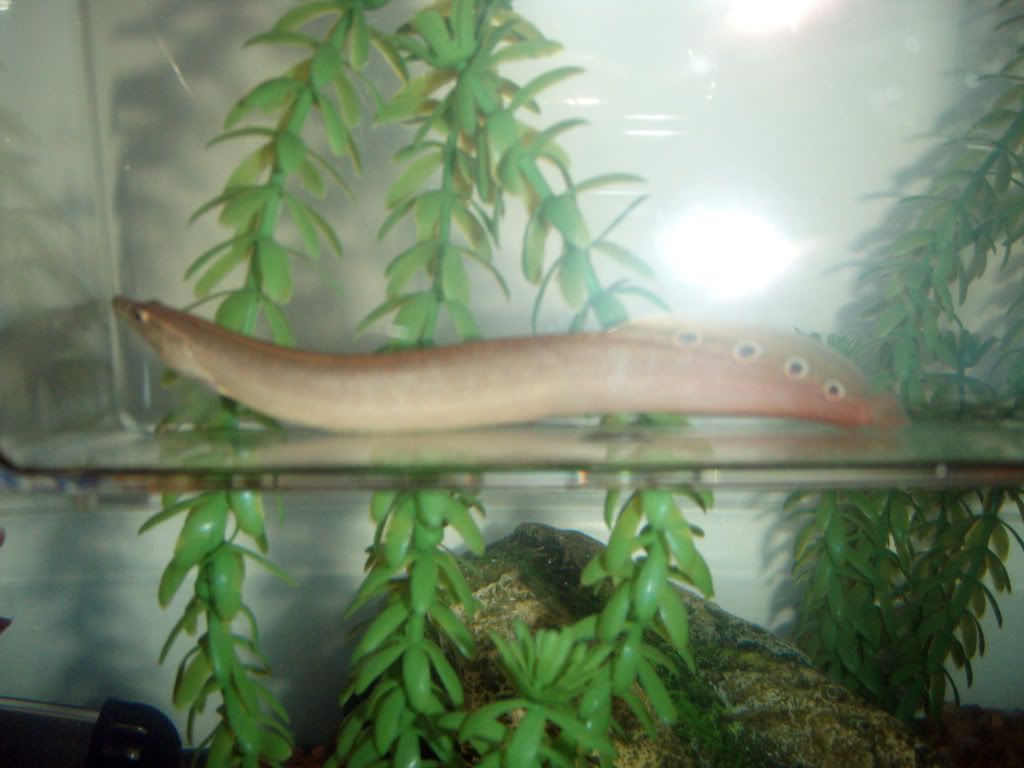 eel4.jpg