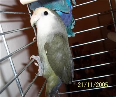 211105lovebird.jpg