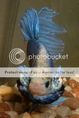 BlueBetta5.jpg