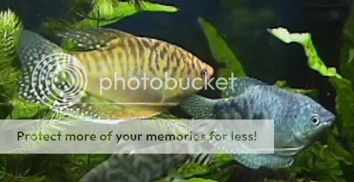 04_09_24MGoldFOpalineGouramis.jpg