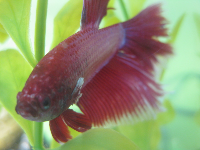 ranger_the_half_moon_betta_by_bluesand1313-d5bgxci.jpg