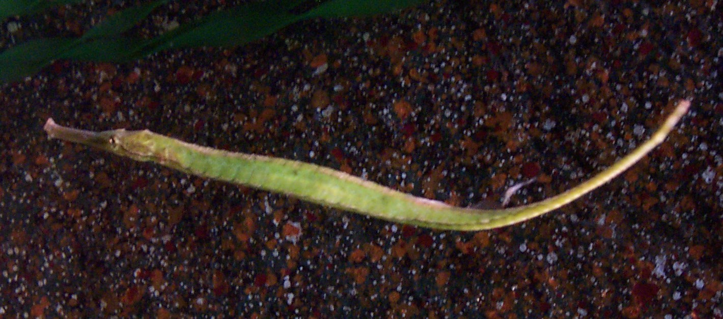 Alligator_Pipefish_2.jpg