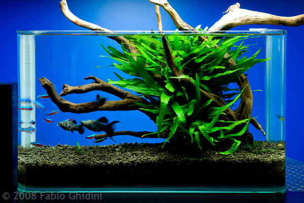 aquascape-4.jpg