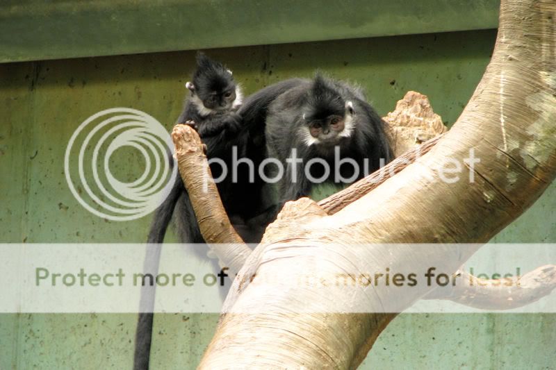 FrancoisLangur1.jpg