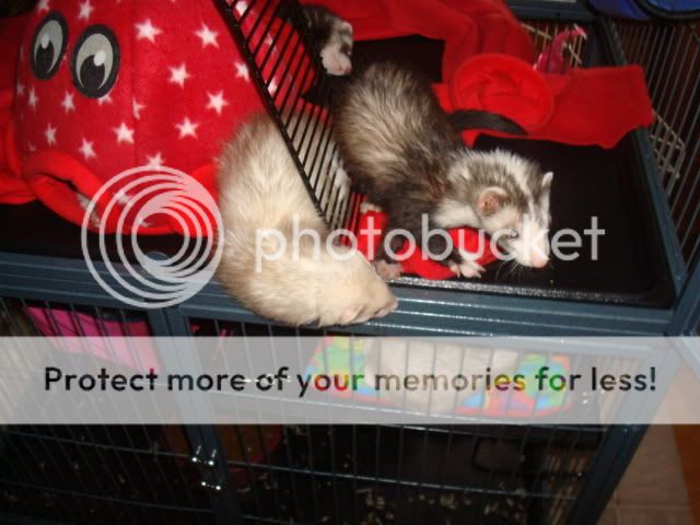 ferrets1013.jpg