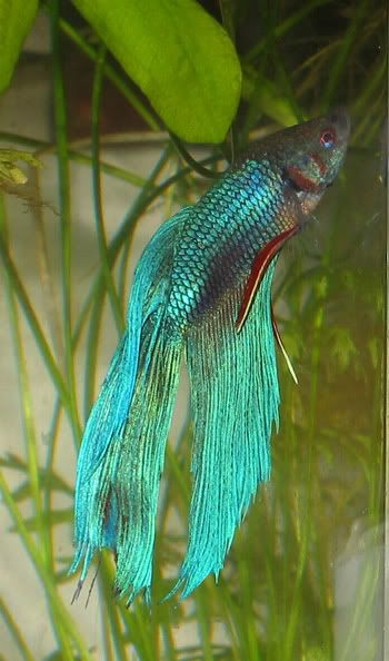 Betta5bowclear.jpg