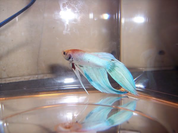 Betta4.jpg