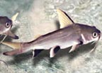 blackfinshark.jpg