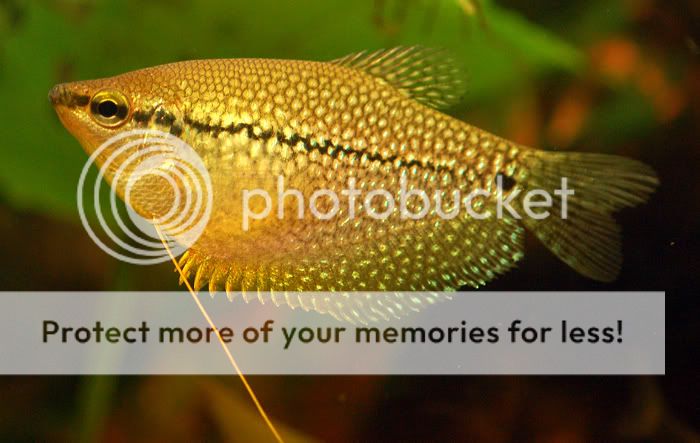 gourami_10.jpg