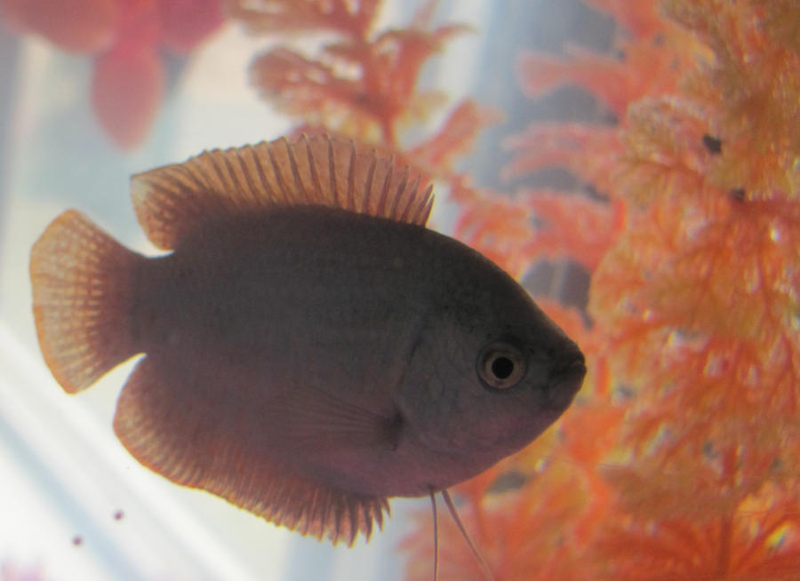 gourami_fish_by_lil_kiwiz-d4un7bu.jpg