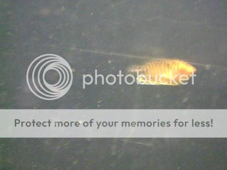 gourami-tiger2.jpg