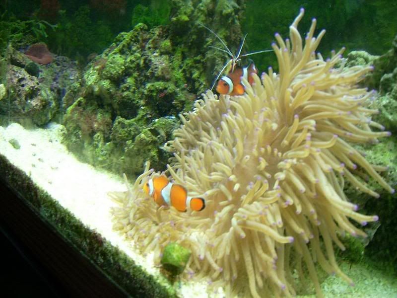 Anemoneandclowns2.jpg