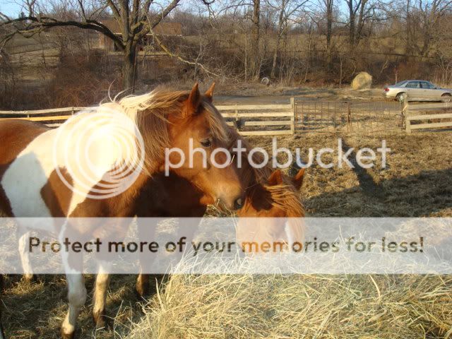 horsies008.jpg