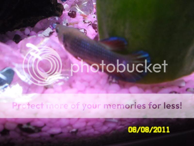 Bettas004.jpg