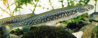 fishFreshwaterInangaMoore330.jpg