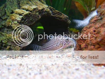 Corydoras11.png