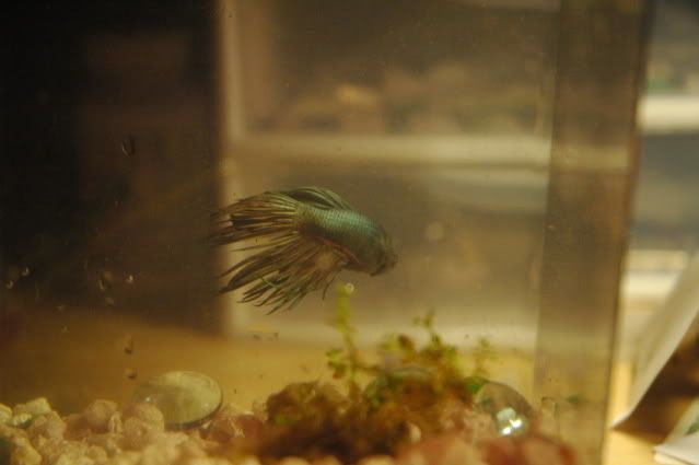 betta023.jpg