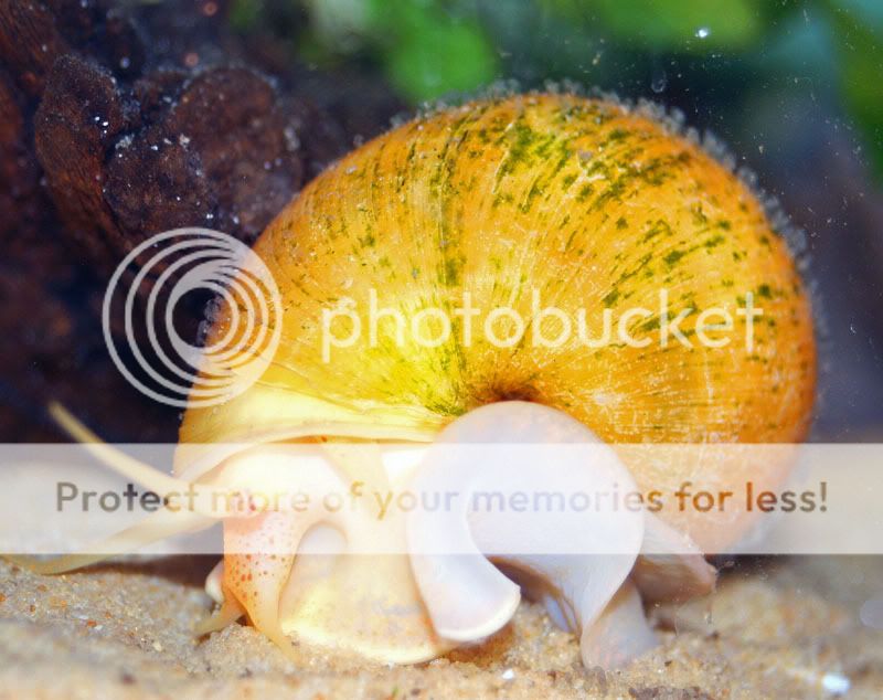 Snail-IMG_0152.jpg