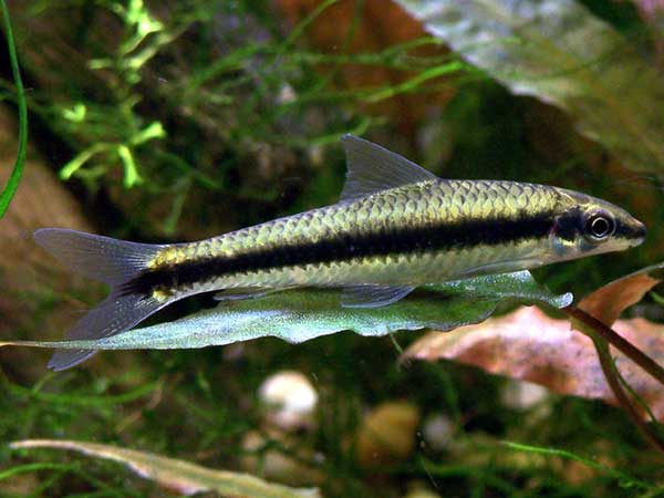 siamese-algae-eater-lg.jpg