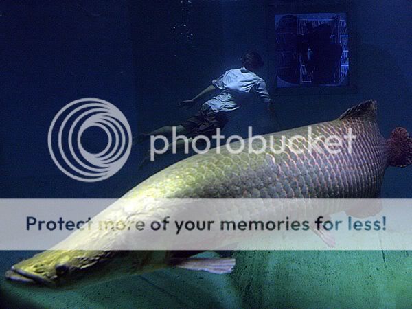 arapaima-diver_214_600x450.jpg