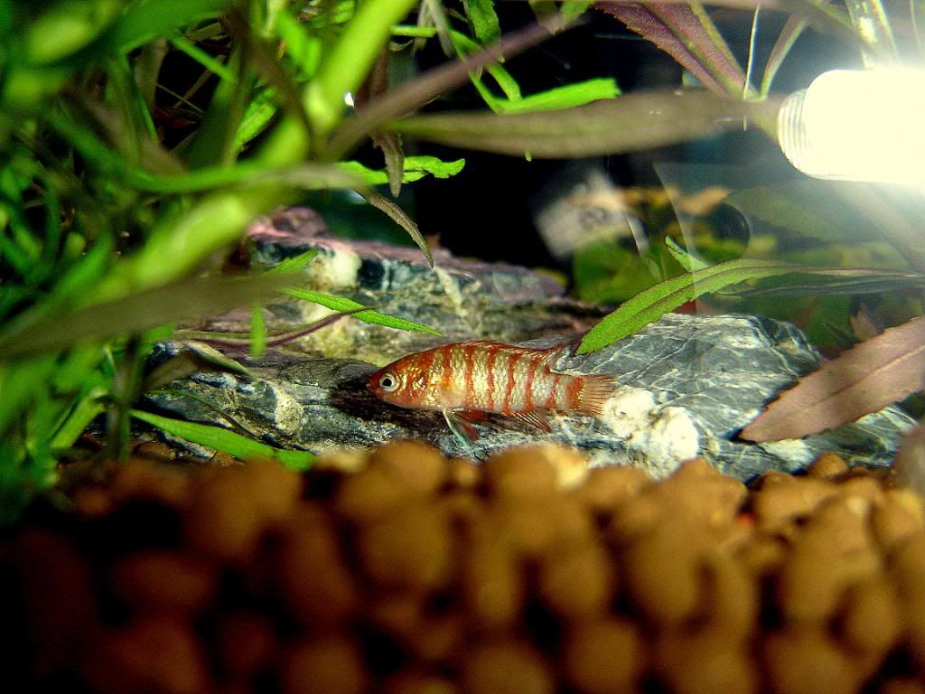 Badis004.jpg