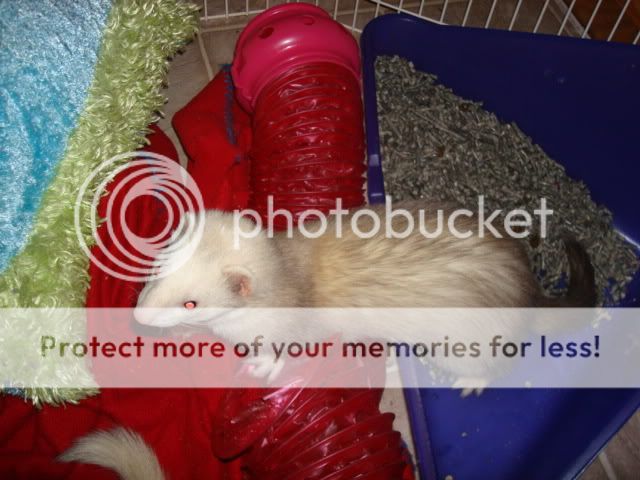 ferrets002-1.jpg