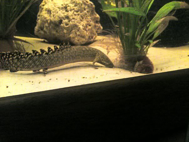 bichir2.jpg