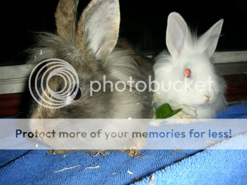 rabbits009.jpg