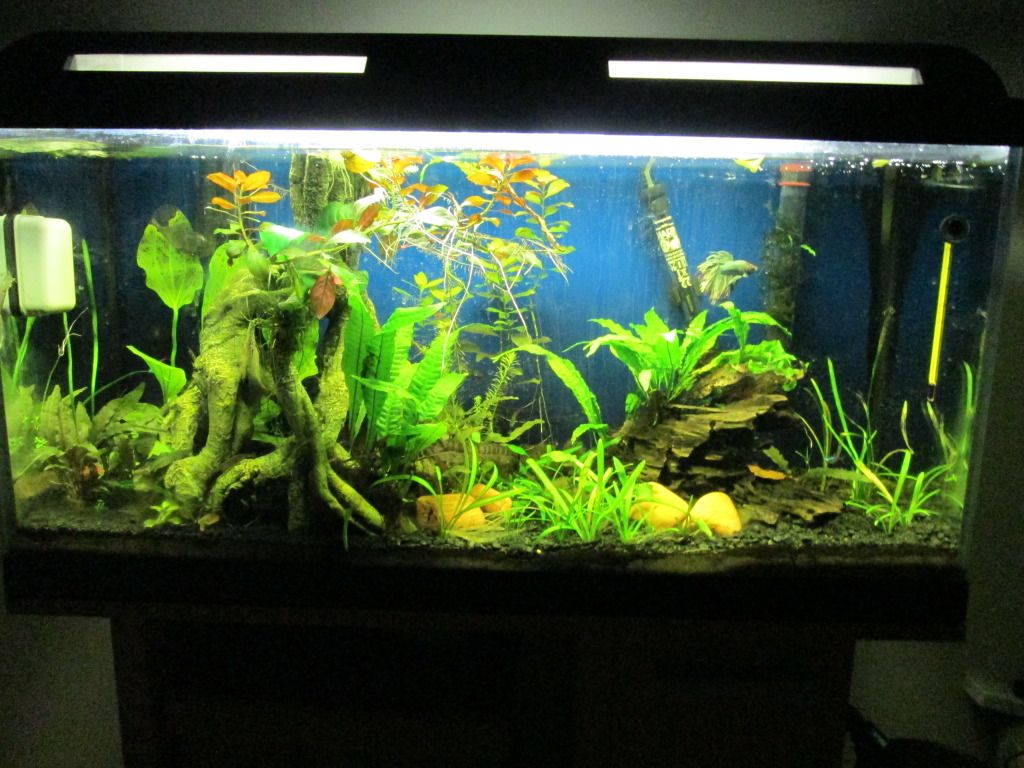 fishtank007.jpg