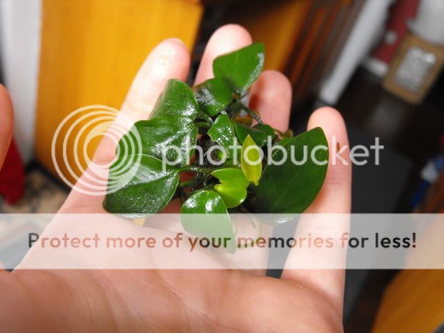 2010_0510anubias0007.jpg