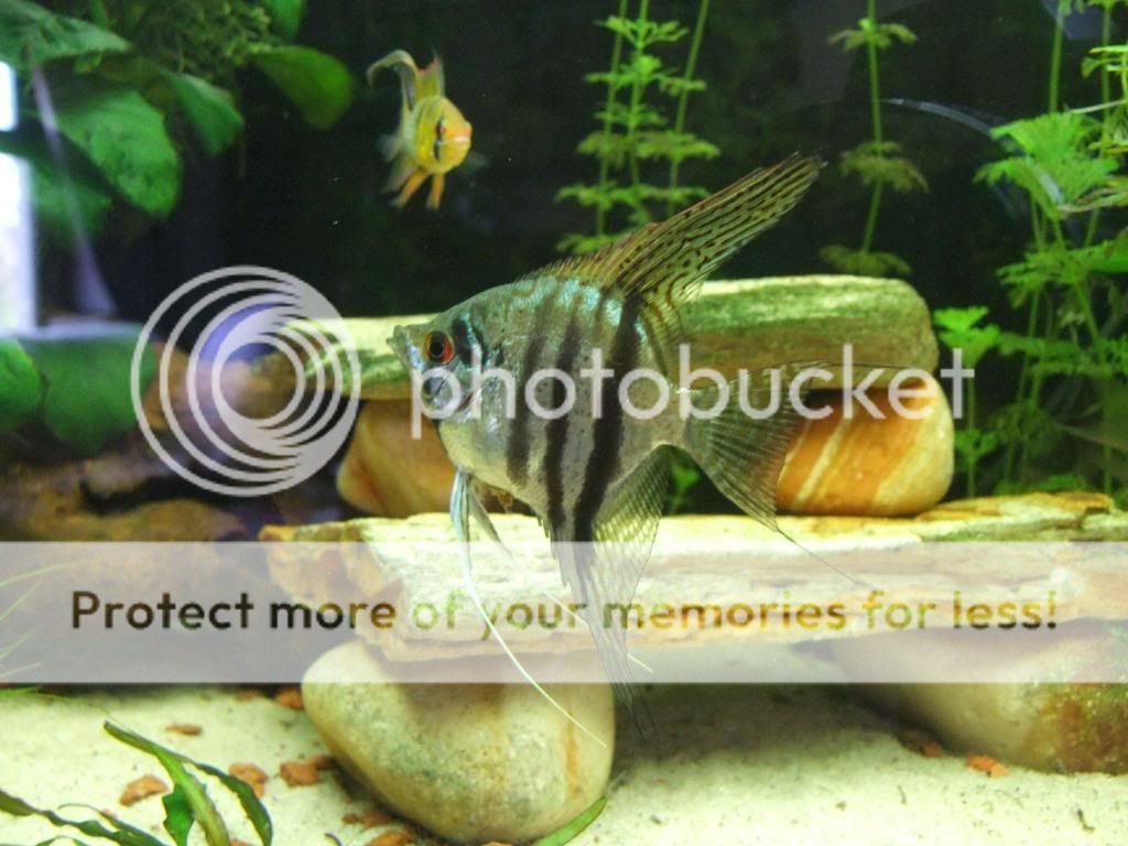 2009_0130fishtank0298.jpg