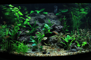 Tank-as-of-3-1-14resized_zpsfa000a7f.gif