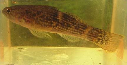 goby1-matang.jpg